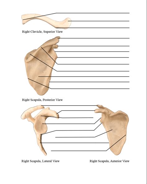 Scapula Labeling Worksheet - A B Anatomic Landmarks In A Frontal And B ...