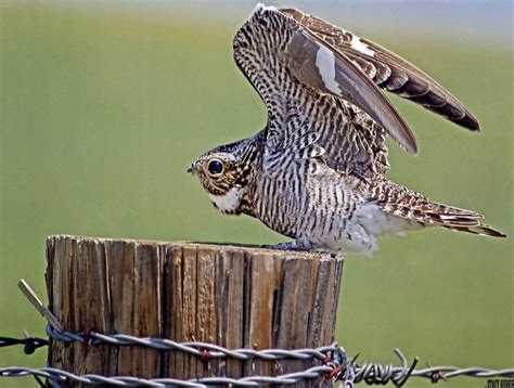 How to Identify a Common Nighthawk - Birds and Blooms