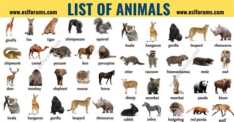 Types Of Animals In Alphabetical Order - Photos Alphabet Collections