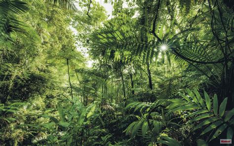 Kawasan Hutan Dengan Tujuan Khusus