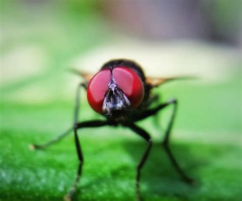 Kostenlose Foto Natur Fotografie Blume Tier Fliege Gr N Insekt