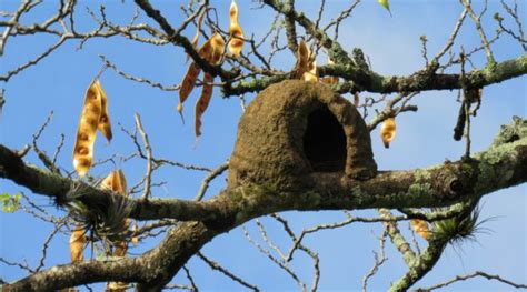 Bird Nests 101 Identifying Different Types Of Bird S Nests Earth Life