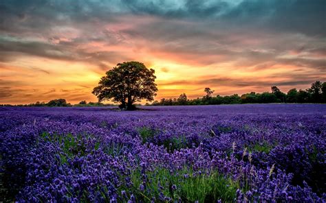 🔥 [40+] Lavender Field Wallpapers | WallpaperSafari