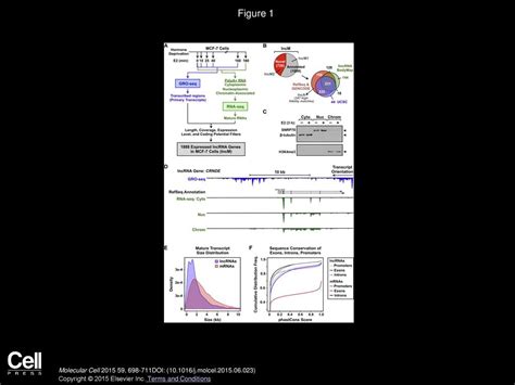 Discovery Annotation And Functional Analysis Of Long Noncoding Rnas