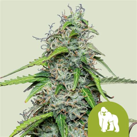 Buy Royal Gorilla Auto Cannabis Seeds Royal Queen Seeds USA