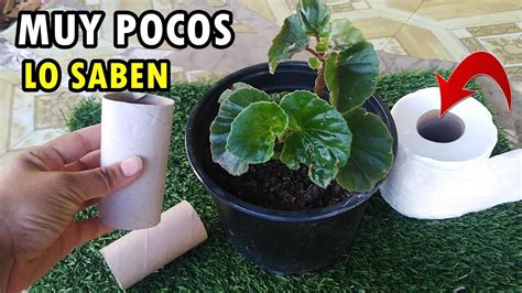 Nunca M S Lo Tires Los Rollos De Papel Valen Oro En Tu Jardin