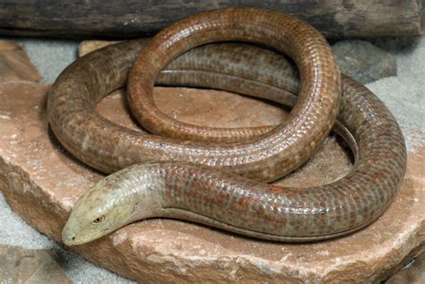 Glass Lizard | Wildlife | The Wildlife