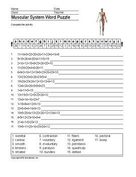 Results For Muscular System Word Puzzles Tpt