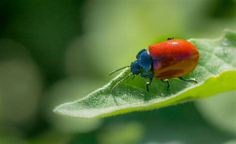 Online Crop Shallow Focus Photography Of Red And Blue Beatle On Green