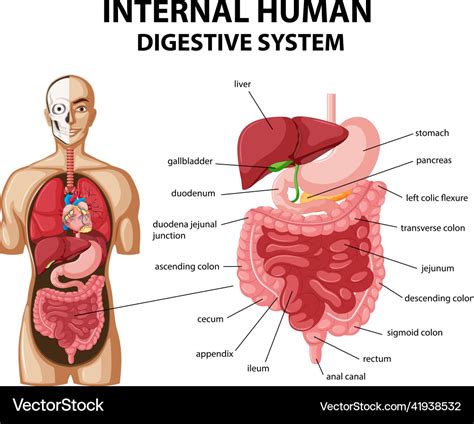 Diagram Showing Internal Human Digestive System Vector Image The Best Porn Website