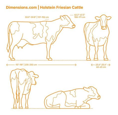 Holstein Friesian Cattle | Holstein, Cattle, Friesian