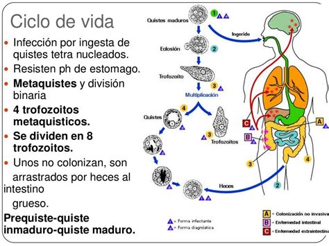 Entamoeba Coli Ciclo De Vida Learnbraz