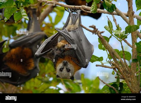 Flying fox baby hi-res stock photography and images - Alamy