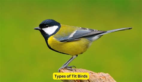 Discover The Types Of Tit Birds And Their Features