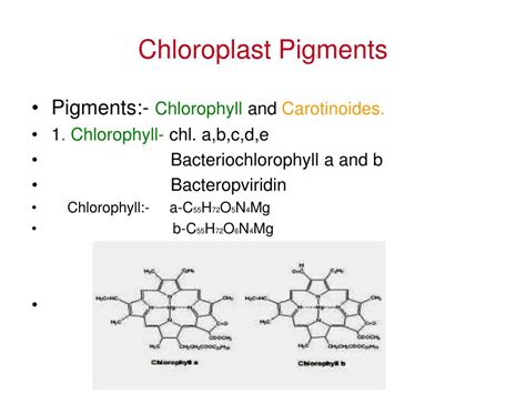 PPT - CHLOROPLAST PowerPoint Presentation, free download - ID:4346703