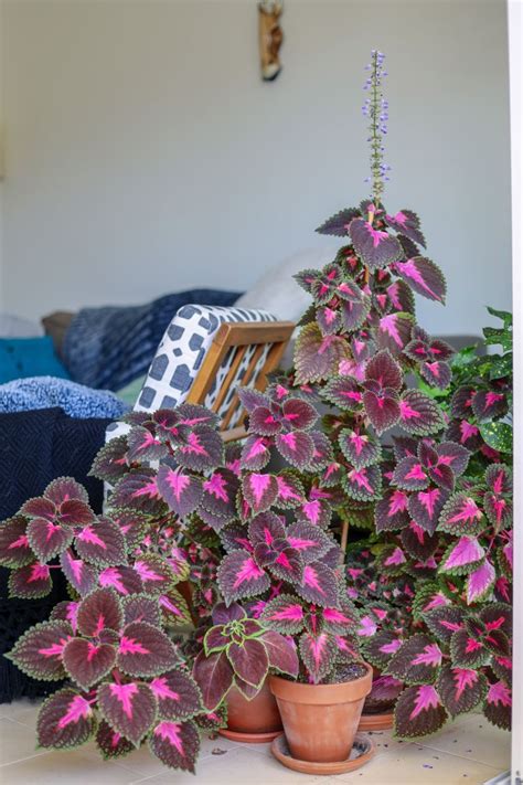 How To Grow Coleus Indoors Hubpages