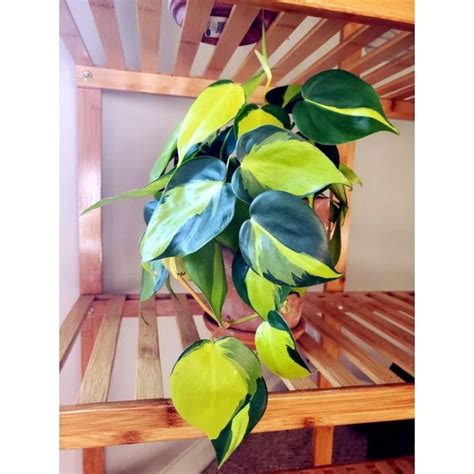 Jual Tanaman Hias Philodendron Brazil Sirih Gading Brazil Shopee