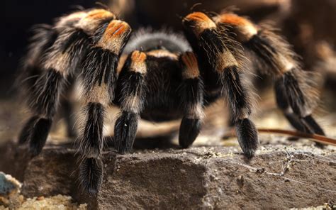 2048x1536 resolution | black and brown tarantula HD wallpaper ...