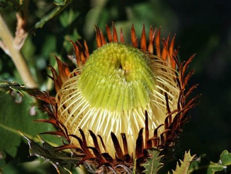 Plantfiles Pictures Banksia Species Oakleaf Dryandra Banksia