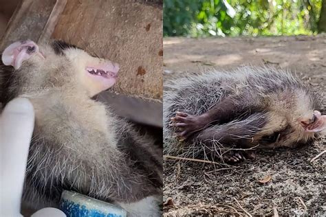 Ator do ano Gambá se finge de morto para escapar de biólogo e vídeo