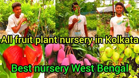 Surab Nursery Visit Fruit Plant Nursery In Kolkata West Bengal All