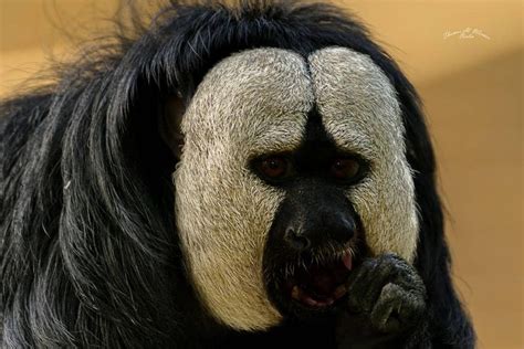 White Faced Saki By Berlin Steglitz On