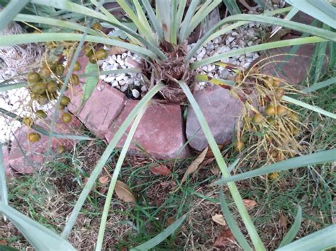 Silver Serenoa Repens Full Circle Discussing Palm Trees Worldwide