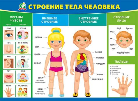 Части тела человека. игры и задания для детского сада