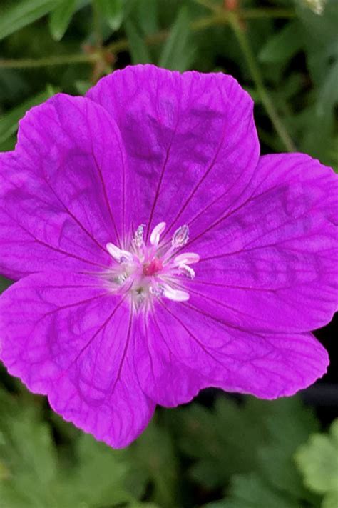 Buy New Hampshire Purple Hardy Geranium Cranesbill Free Shipping