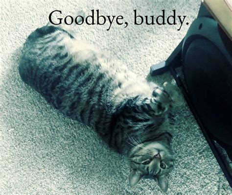 Goodbye Cat Meme