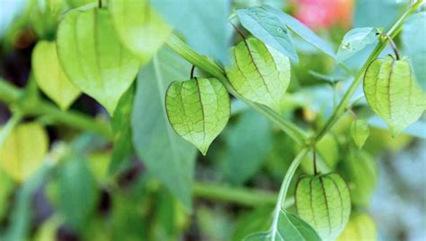 Buah Ciplukan Naik Daun Ini Manfaatnya Bagi Kesehatan Times Indonesia