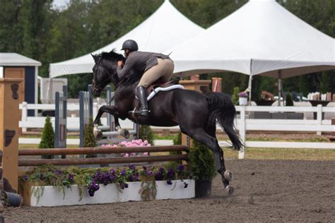 Black Horse Jumping Stock by JNH-Equine on DeviantArt