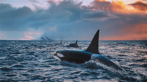 How Smart Are Orcas?