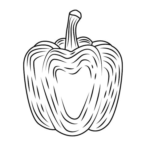 Premium Vector | Capcium vegetable engraved drawing vector illustration