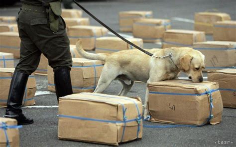 C Mo Se Entrenan Los Perros Polic A