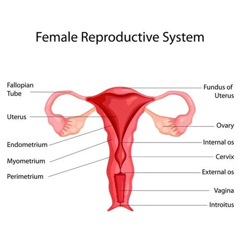 Education Chart Of Biology For Female Reproductive System Diagram