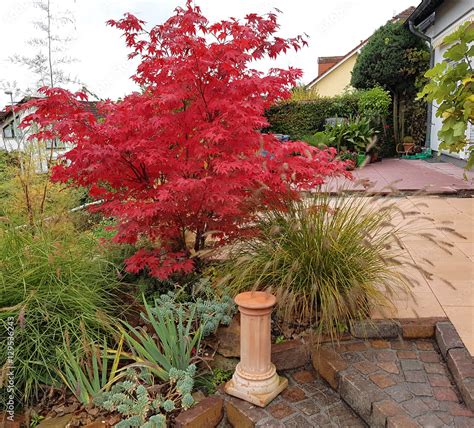 Faecherahorn Herbst Acer Palmatum Osakazuki Japonicum Stock Foto