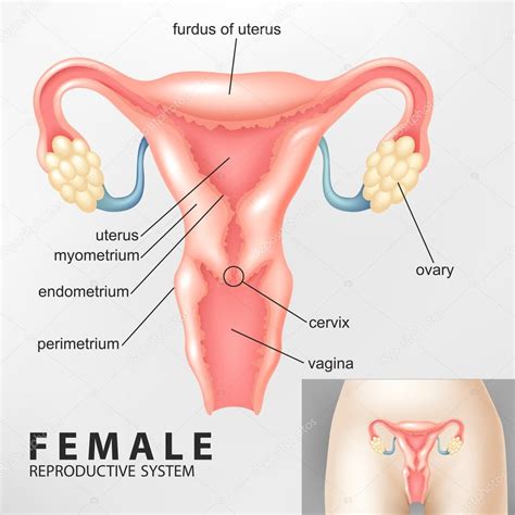 Diagrama Del Sistema Reproductor Femenino Vector De Stock 87473242 De