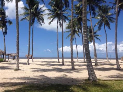 Praia De Carne De Vaca Em Pernambuco Vaca Importante