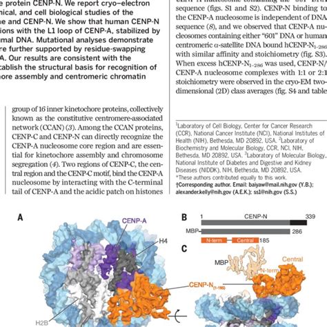 Structure Of The Human CENP N CENP A Nucleosome Complex A Cryo EM