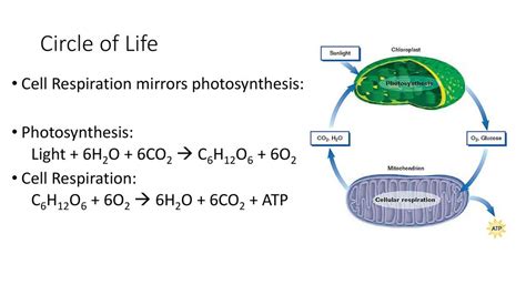 Cell Respiration And Fermentation Ppt Download