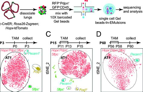 Analyze The Development Of Postnatal At1 Cells By Single Cell Rnaseq