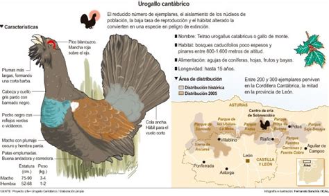 El Urogallo Cant Brico Se Reproduce Y Se Mantiene En El Alto Sil Seg N