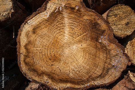 Holzstamm Schnittfl Che Jahresringe Stock Photo Adobe Stock