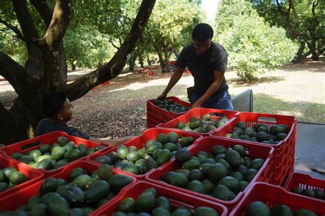 Mejor Que El Hass Estudio Revela Que Aguacates Criollos Tienen