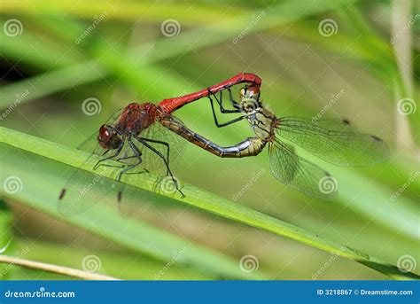 Mating Dragonflies Stock Image Image Of Dragonfly Skimmer