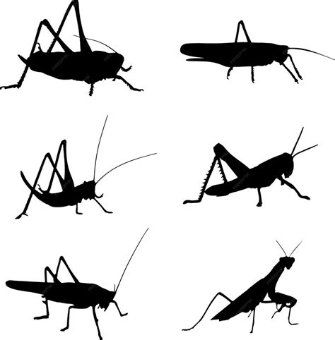 Premium Vector Grasshopper Silhouette Graphic Vector Pack