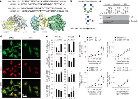 N Linked Fucosylation Of HLA DRB1 At N48 Regulates Its Cell Surface