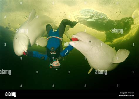 Freediver Swim With Beluga White Whale Delphinapterus Leucas Under