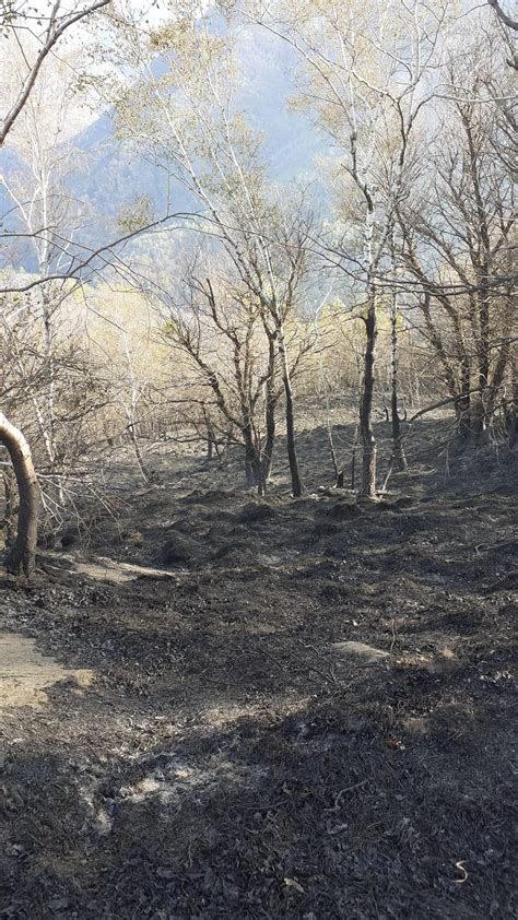 Incendio Rovegro VB Corpo AIB Piemonte